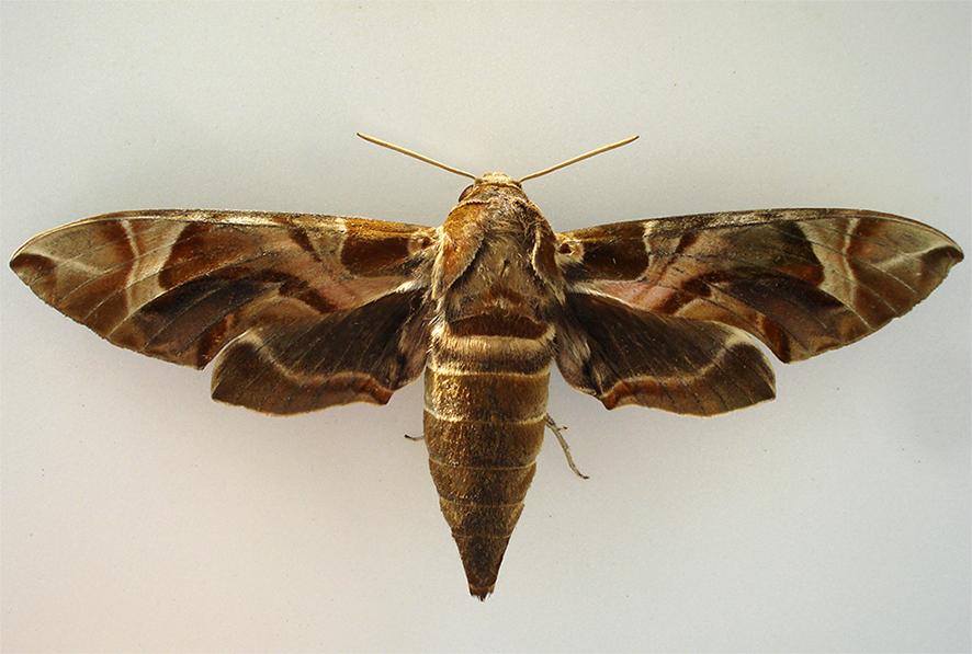 Recenti segnalazioni per la Sardegna di Daphnis nerii (Linnaeus, 1758) (Lepidoptera: Sphingidae) S. ANDRIA, G. MURGIA, D. CILLO, F.