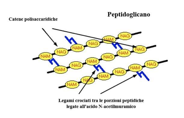 tra loro da legami trasversali fra residui aminoacidici ad opera di enzimi come la transpeptidasi, che le betalattamine legano, inibendone l azione.