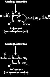 CARBAPENEMI Capostipite: tienamicina, isolata dall actinomicete Streptomyces cattleya, però molecola molto instabile e di difficile isolamento Fu quindi prodotto il primo derivato semisintetico, l