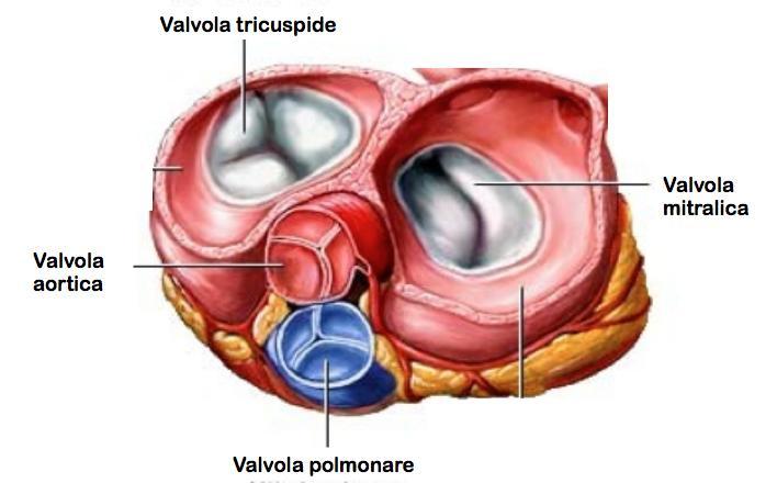 Le valvole cardiache sono delle strutture che regolano il flusso del sangue all'interno del cuore.