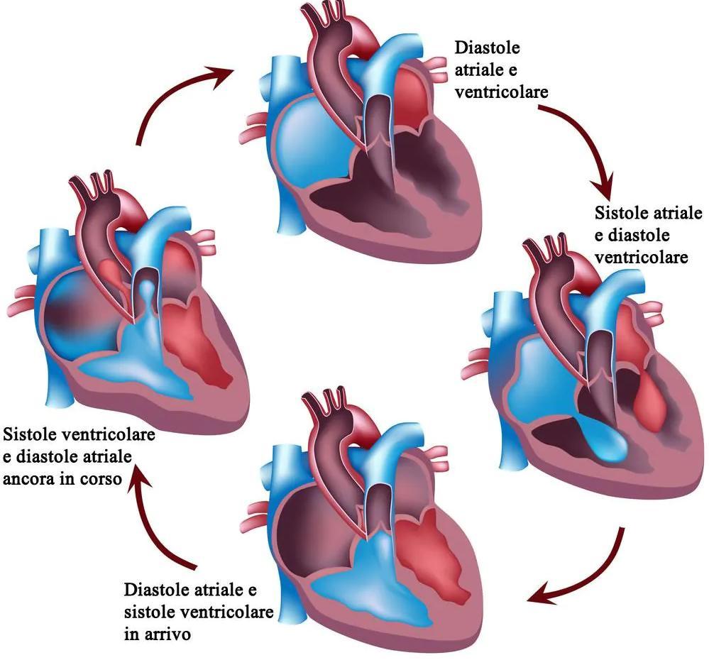 L attività cardiaca Il cuore esegue la sua funzione mediante fasi ritmiche di contrazione e di distensione. La fase di contrazione viene chiamata sistole, quella di distensione è detta diastole.