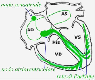 Attività elettrica del cuore Anche il cuore si contrae in risposta ad uno stimolo elettrico, tuttavia il miocardio è in grado di generare autonomamente lo stimolo per la sua contrazione.