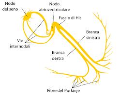 Il sistema di conduzione elettrica del cuore è un tessuto che crea e conduce un impulso elettrico dagli atri a tutto il corpo ventricolare del cuore, creando così la contrazione adatta a perfondere