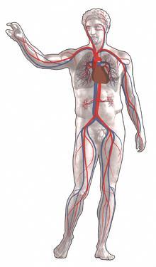 Apparato cardiovascolare Funzioni: Rappresenta l'insieme degli organi (cuore e vasi sanguigni) deputati a movimentare il sangue sì da farlo giungere a tutte le cellule dell'organismo, permettendo, in