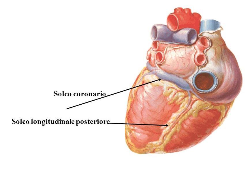 Sulla superficie esterna del cuore è possibile evidenziare dei solchi: - il solco atrioventricolare o coronario che