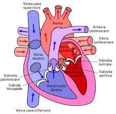 Le cavità cardiache Il cuore presenta quattro cavità interne: 2 atri (destro e sinistro) posti superiormente; 2 ventricoli (destro e sinistro) posti inferiormente.