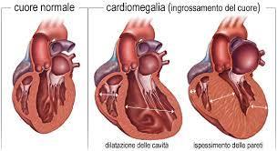 Lo spessore del miocardio non si presenta costante nelle quattro cavità Le pareti degli atri sono, infatti, più sottili rispetto a quelle dei ventricoli, in quanto devono solo spingere il sangue nei