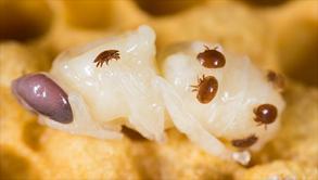 L alimentazione della varroa - La varroa si nutre dell emolinfa dell ape che risulta essere ricca di composti
