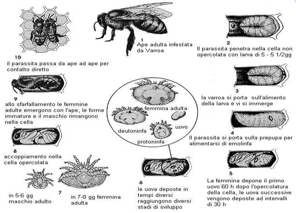 Riproduzione - Una volta all interno della celletta la varroa, liberatasi dal cibo larvale, si alimenta dell emolinfa della pupa.