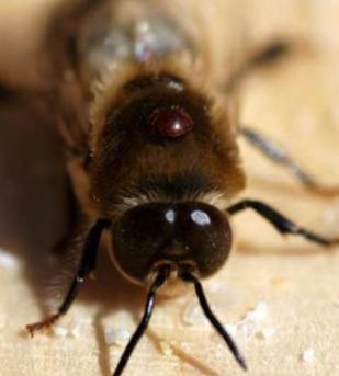 Infestazione delle cellette - La preferenza della varroa nei confronti della covata maschile potrebbe dipendere da alcuni fattori: Fase più lunga di sviluppo dei fuchi.