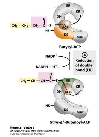 Riduzione del doppio legame ad opera di ER usando NADPH e formando il