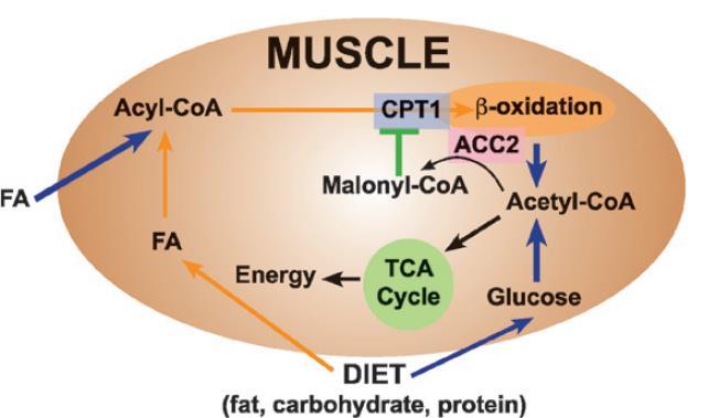 Un altro controllo metabolico importante avviene a livello del muscolo cardiaco Il cuore non fa la biosintesi degli acidi grassi: deve utilizzare quelli provenienti dall esterno Le cellule cardiache