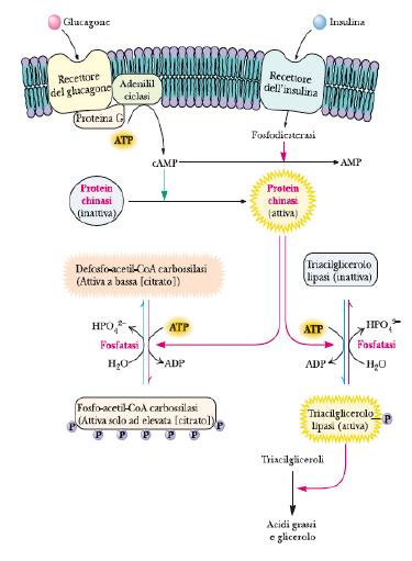 2) Triacil glicerolo lipasi ormone sensibile Nel tessuto adiposo, è suscettibile al controllo da parte degli ormoni La fosforilazione camp dipendente ad opera di cascate attivate