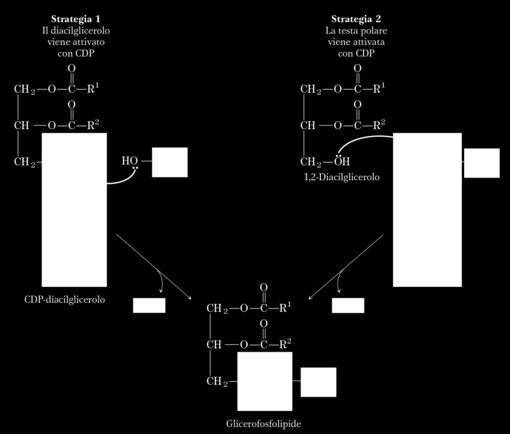 Riassumendo Per i glicerofosfolipidi, ci sono 2 vie: 1) Attivazione «coda» apolare fosfatidilinositolo e fosfatidilglicerolo 2)