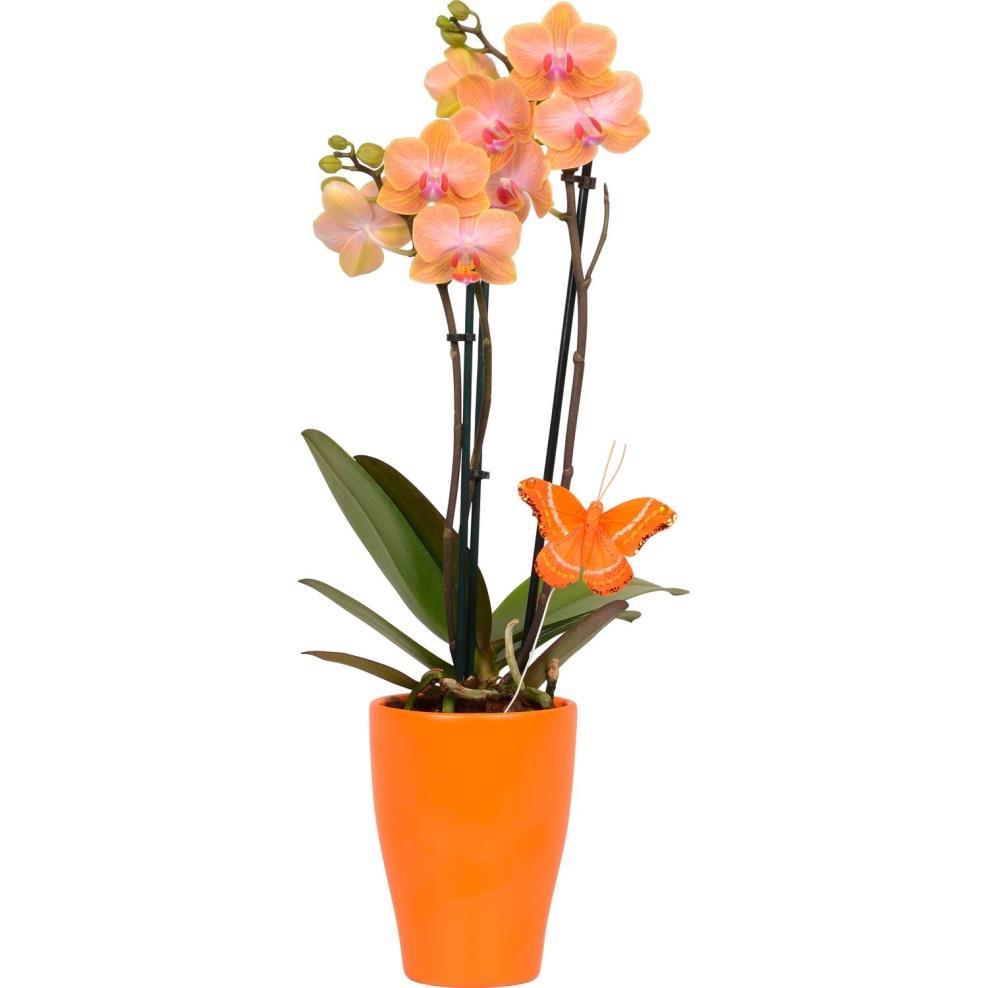 Phalaenopsis Orticoltura e floricoltura