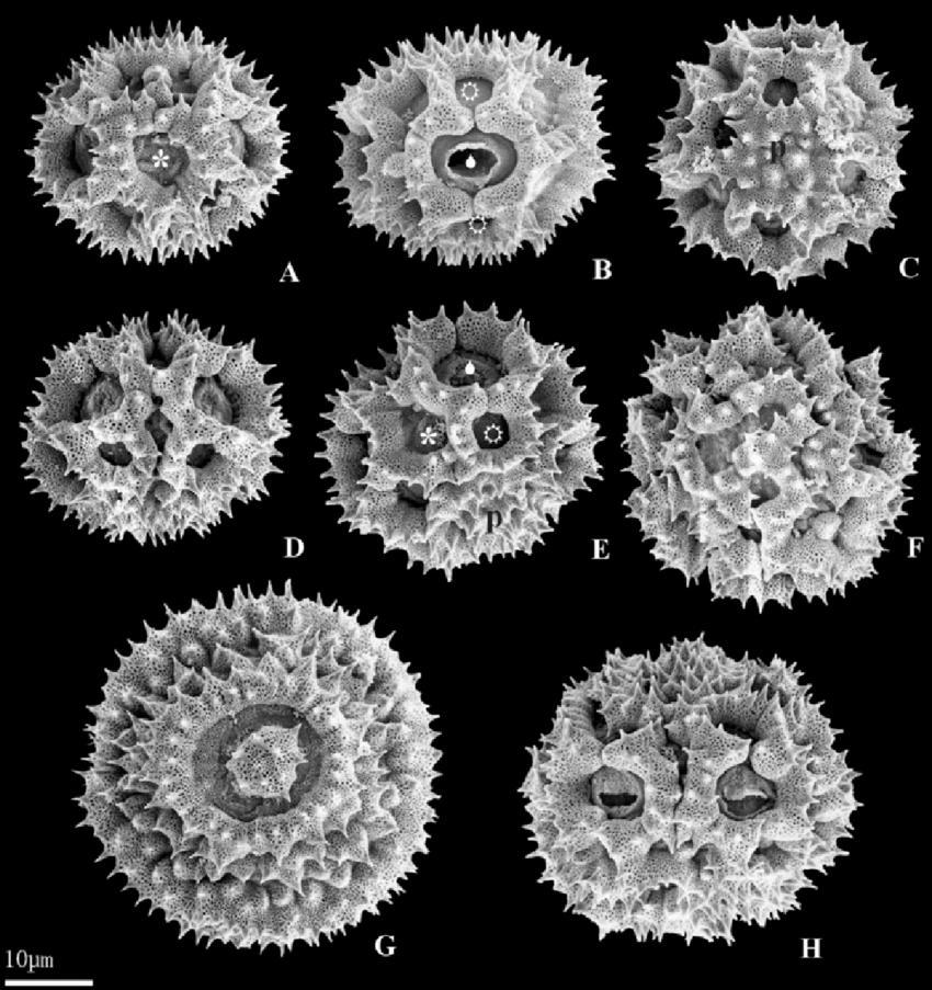 del genere Taraxacum Produzione di