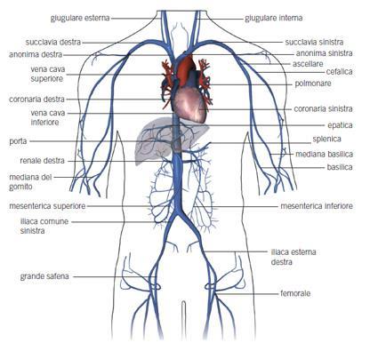 Due grandi vene raccolgono il sangue refluo dal corpo e lo