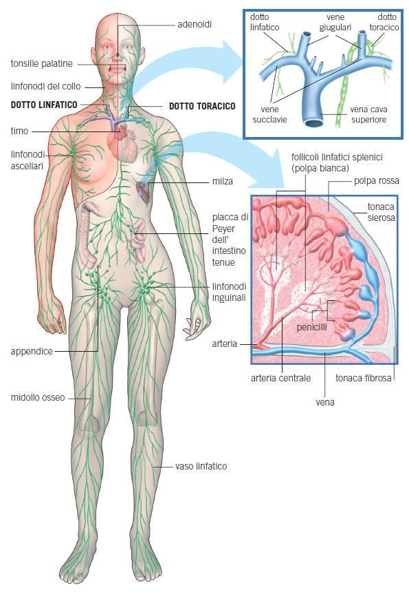 Il sistema linfatico Nel sistema linfatico scorre la linfa, con