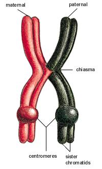 DIPLOTENE Dissolvimento del complesso sinaptinemale ALLONTANAMENTO dei CROMOSOMI anche se