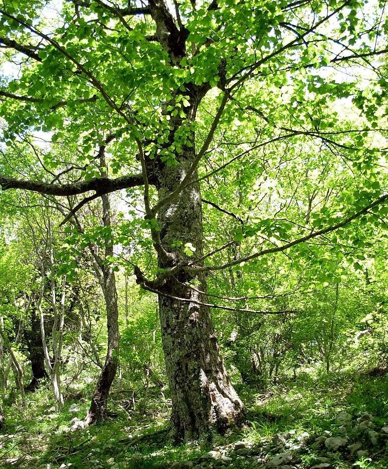 2) altro esemplare di acero opalo (Acer opalus Mill.) sempre all interno del Parco Regionale dei Monti Lucretili (Sentiero 319 Palombara- latitudine: 42 3' 51.