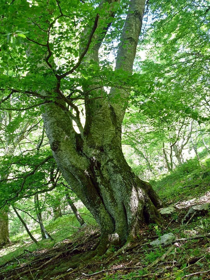 Presenza di altri esemplari di acero opalo nella stessa zona, di dimensioni inferiori ma ugualmente degni di nota. 3) esemplare di faggio (Fagus sylvatica L.