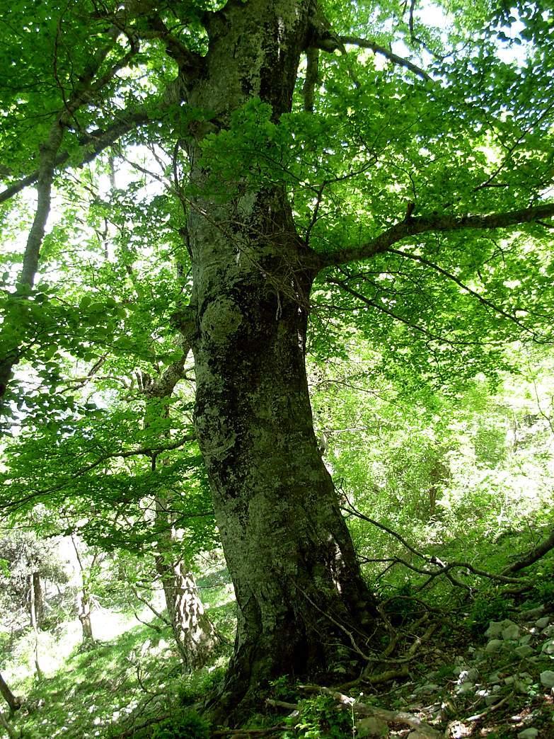 4) esemplare di faggio (Fagus sylvatica L.) latitudine: 42 3' 50.90" N longitudine: 12 47' 54.