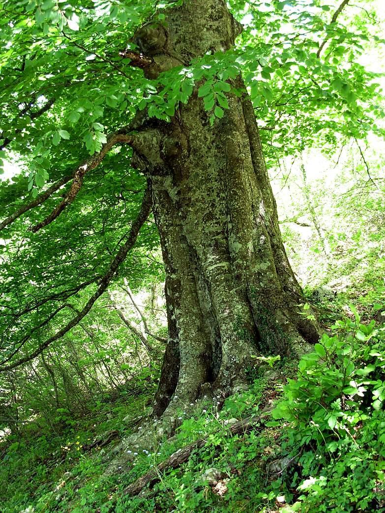 5) esemplare di faggio (Fagus sylvatica L.) latitudine: 42 3' 48.45" N longitudine: 12 47' 54.