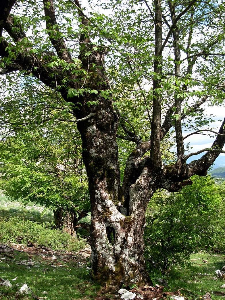 8) esemplare di carpino nero (Ostrya carpinifolia Scop.) all interno del Parco Regionale dei Monti Lucretili (Località latitudine: 42 3' 34.63" N longitudine: 12 48' 11.