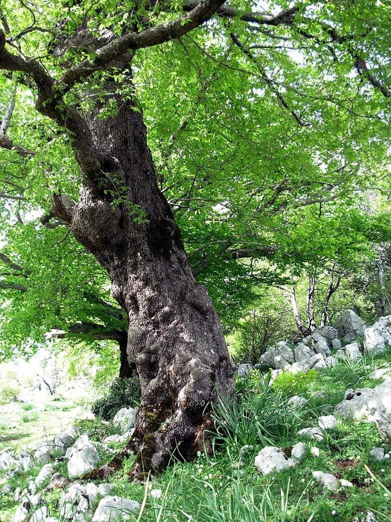 Presenza esemplare di Fagus sylvatica notevole a poche decine di metri (visibile in foto e descritto al numero 6). 9) esemplare di carpino nero (Ostrya carpinifolia Scop.