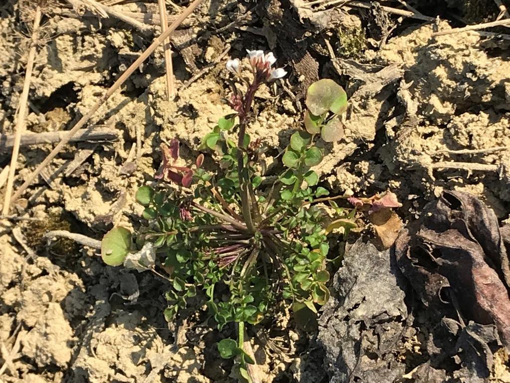 Esempi specie autunnali Tra le specie a germinazione autunnale stretta (As), citiamo Cardamine hirsuta.