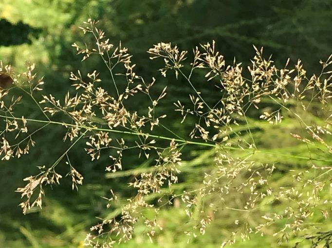 Classificazione: malerbe a foglia larga e malerbe a foglia stretta Malerbe a foglia larga: si intendono le dicotiledoni ossia le piante con embrione provvisto di due