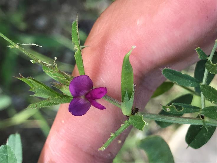 Vicia sativa