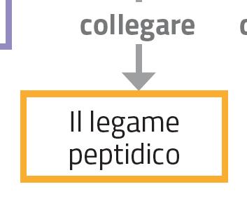 dipeptide e il legame che si ottiene si chiama legame peptidico. Il dipeptide è ancora una molecola dotata di due gruppi funzionali terminali: il gruppo amminico e il gruppo carbossilico.