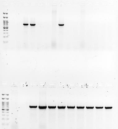 Esempio di selezione PCR con