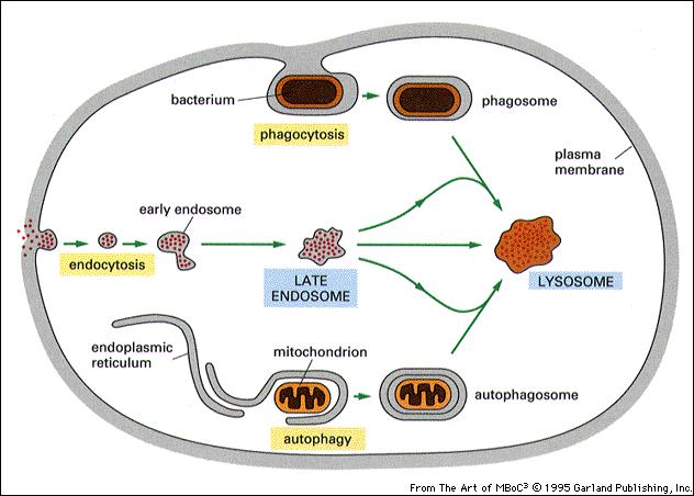 L endocitosi è un meccanismo con cui la cellula internalizza molecole dall esterno