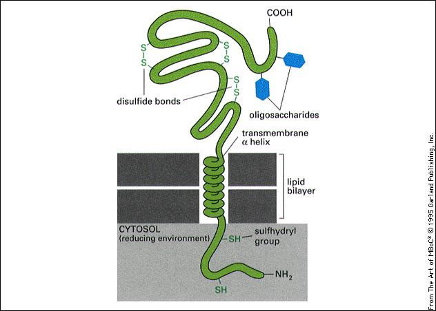 formano giunzioni tra le cellule Un recettore è spesso una proteina transmembrana che consiste di tre regioni giunzione stretta complesso giunzionale actina