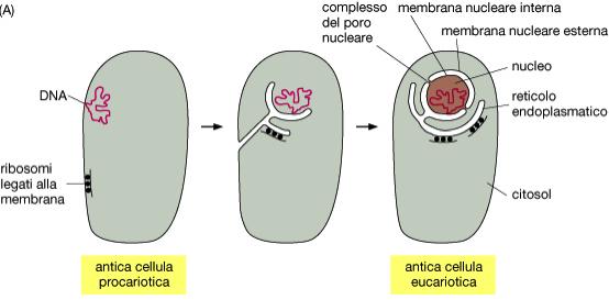 Meccanismi di tipo endocitico sono forse all origine delle membrane del RER e del nucleo I mitocondri hanno avuto