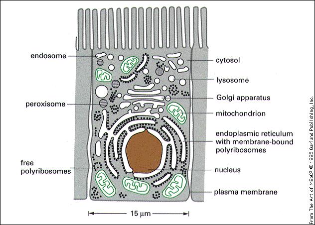 Citoplasma 94 citosol metabolismo 54 mitocondri conversioni di energia 22 reticolo rugoso sintesi proteine