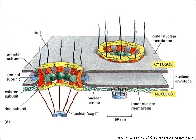 I pori sono costituiti da nucleoporine Molte molecole