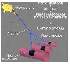 La contrazione del muscolo striato Affinché si contragga, la fibra muscolare deve essere opportunamente stimolata da un impulso nervoso detto potenziale di azione muscolare generato da un motoneurone.