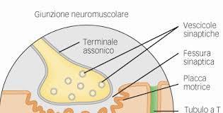 L assone del motoneurone, avvicinandosi al muscolo si ramifica e le sue terminazioni formano piccole