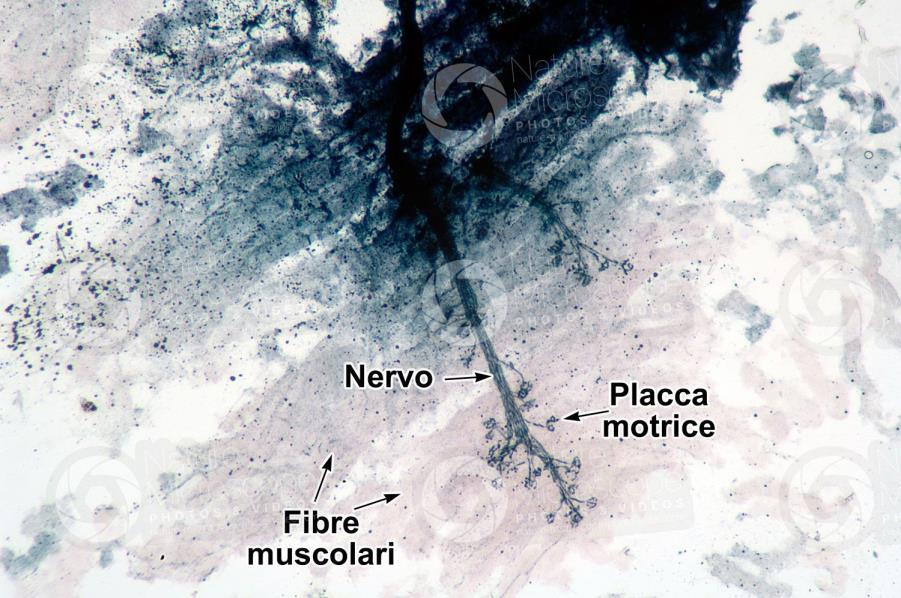 neurotrasmettitore.