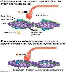 Gli ioni Ca 2+, liberati dal reticolo sarcoplasmatico, esplicano la loro azione a livello dei filamenti sottili dove i siti di legame sui filamenti di actina per la miosina sono normalmente