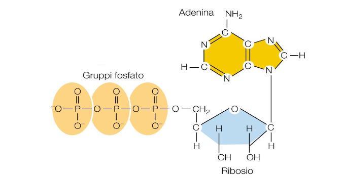 Per entrare in contrazione, il muscolo ha bisogno di una quantità di energia notevolmente superiore a quella che gli occorre per il suo normale metabolismo e l ATP presente nelle fibre a riposo è