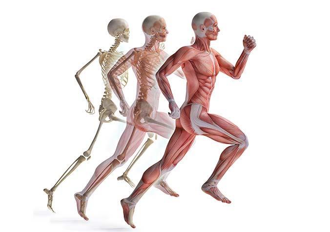 Il tessuto muscolare è uno dei 4 tipi principali di