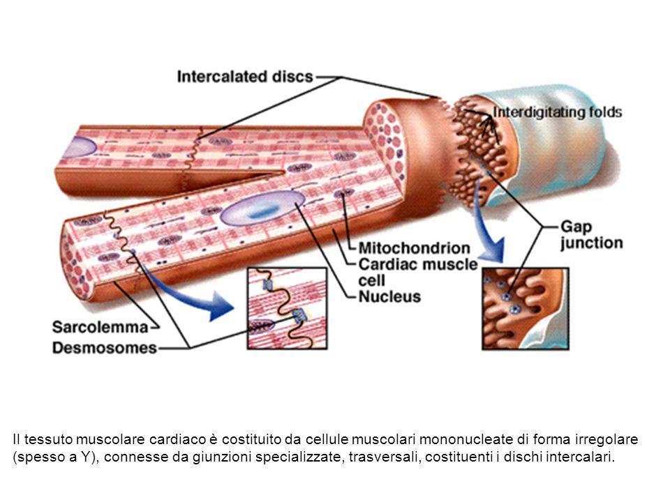 Le fibre della muscolatura cardiaca sono ramificate, più corte e di diametro maggiore rispetto a quelle della muscolatura scheletrica hanno un solo nucleo centrale sono interconnesse tramite i dischi