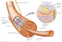 Innervazione e vascolarizzazione della muscolatura scheletrica La contrazione di un muscolo richiede un enorme apporto di sangue per rifornire le fibre di nutrienti e ossigeno e per asportare i