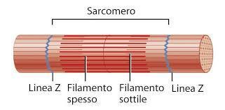 Ogni fibra presenta due tipi di striature: Striatura trasversale: dovuta alla ripetizione ordinata dei