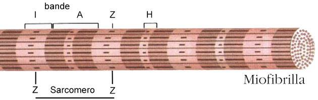 actina) e bande scure(filamenti spessi di miosina) Striatura longitudinale : dovuta alla presenza nel