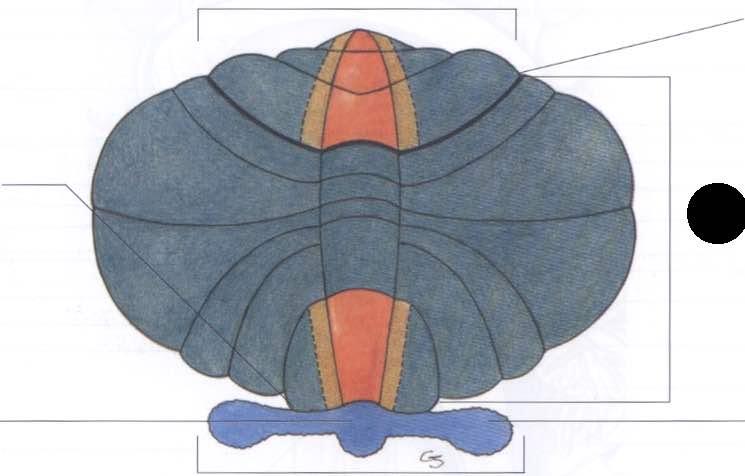 Neocerebello (pontocerebello, cerebrocerebello) Paleocerebello (spinocerebello) Archicerebello (vestibolocerebello) Lobo anteriore Scissura primaria